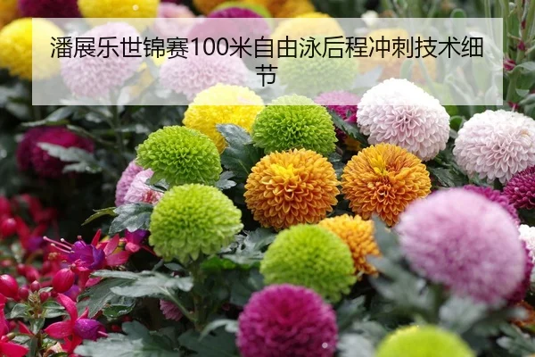 潘展乐世锦赛100米自由泳后程冲刺技术细节